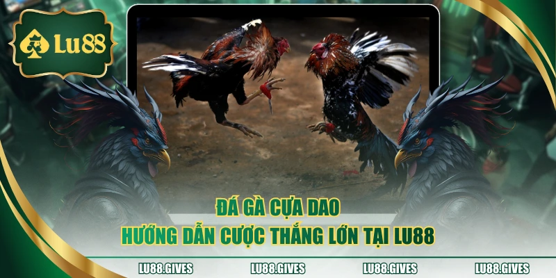 đá gà cựa dao