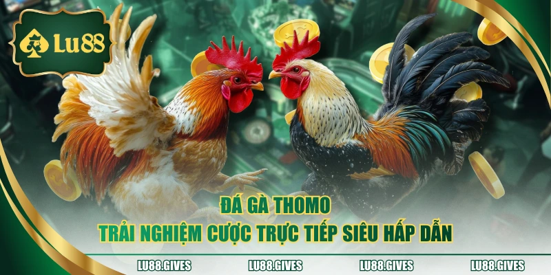 đá gà thomo